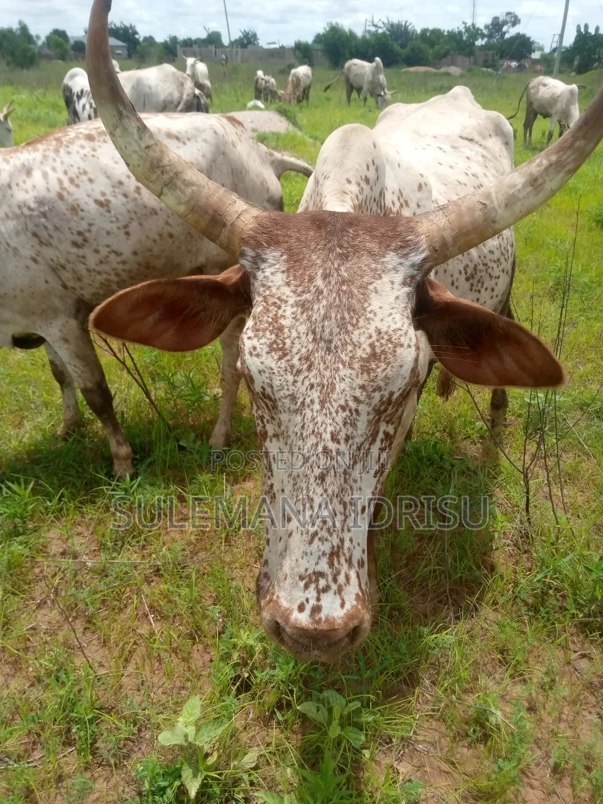 Female Cows