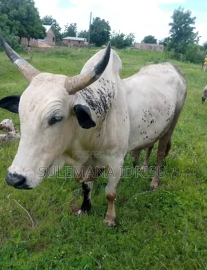 Strong and Big Cows