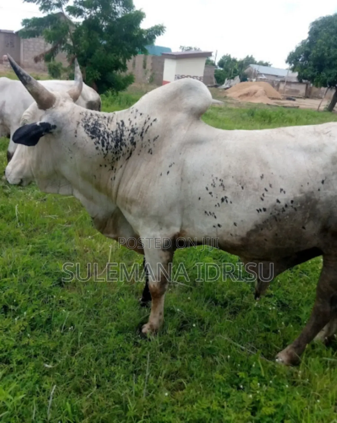 Strong and Big Cows