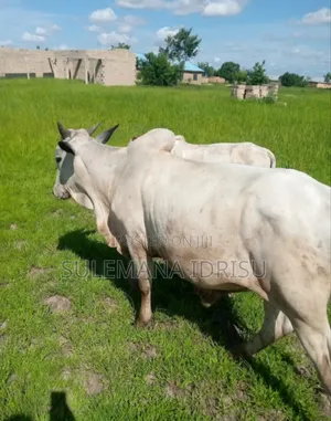 Strong Cows