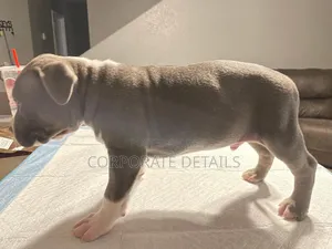 1-3 months Male Purebred American Pit Bull Terrier