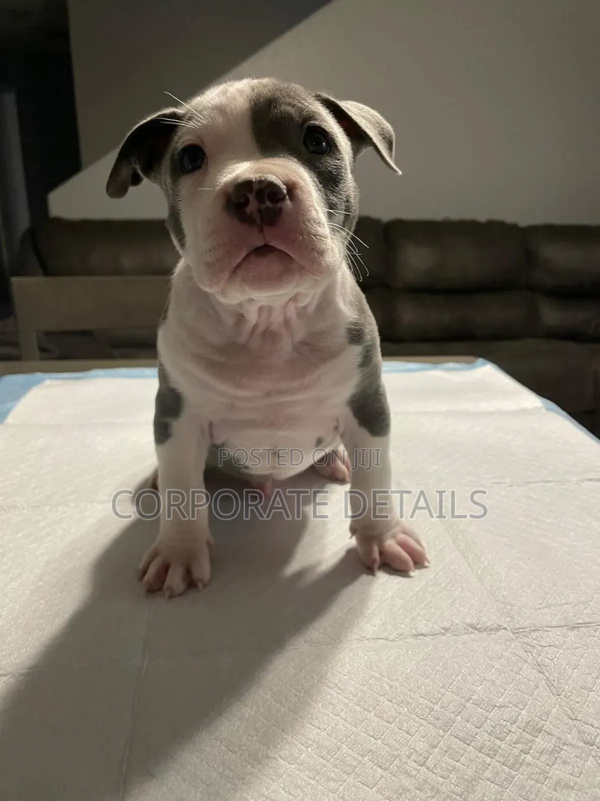 1-3 months Male Purebred American Pit Bull Terrier