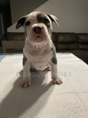 1-3 months Male Purebred American Pit Bull Terrier