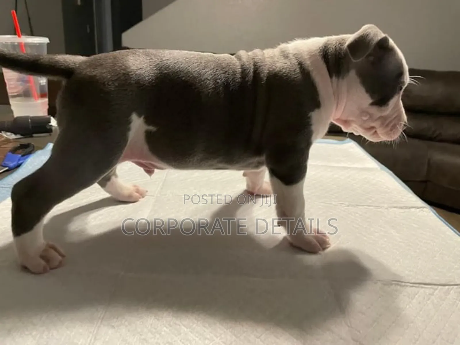 1-3 months Male Purebred American Pit Bull Terrier