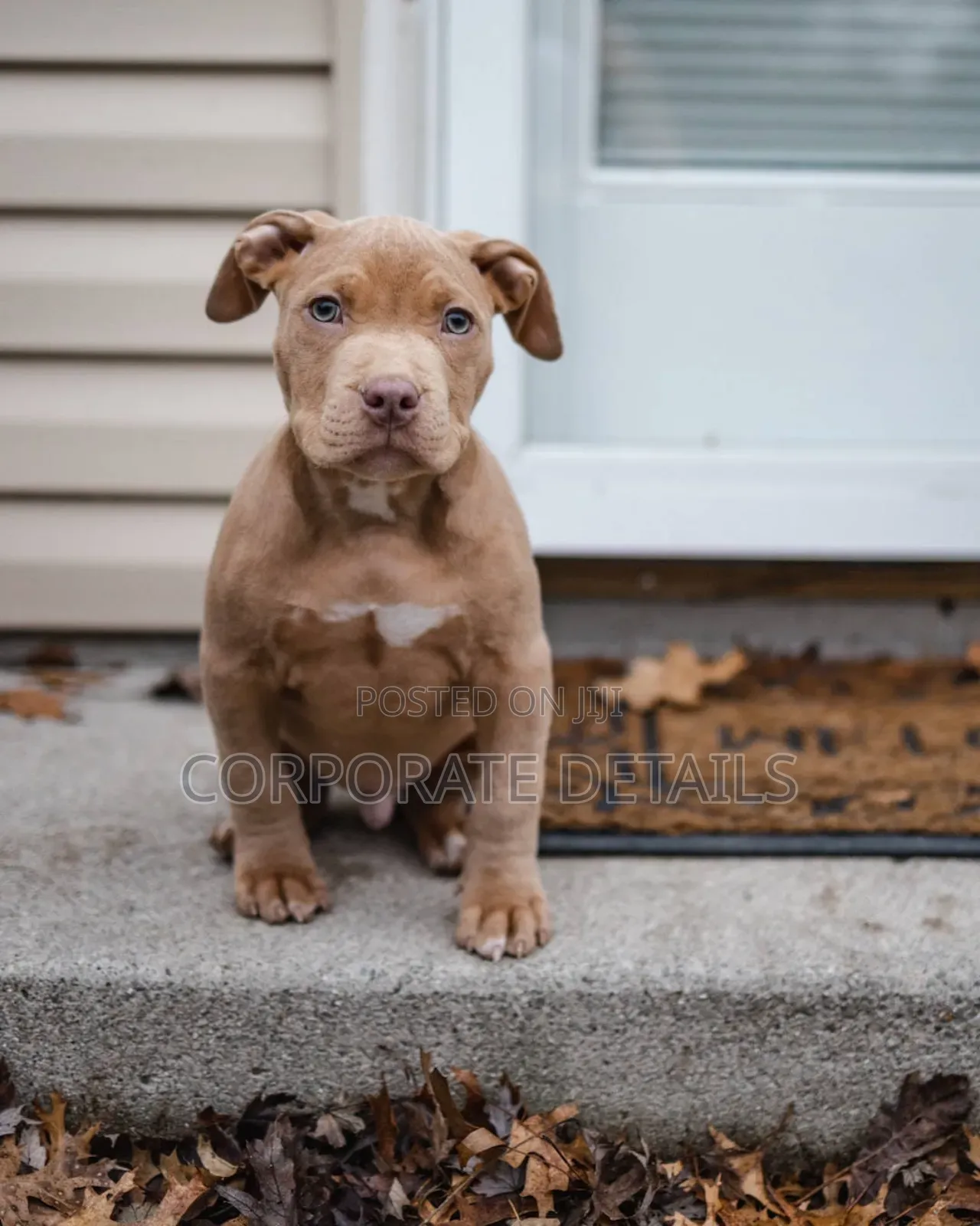 1-3 months Male Purebred American Pit Bull Terrier