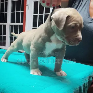 1-3 months Male Purebred American Pit Bull Terrier