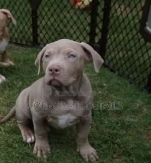 1-3 months Male Purebred American Pit Bull Terrier