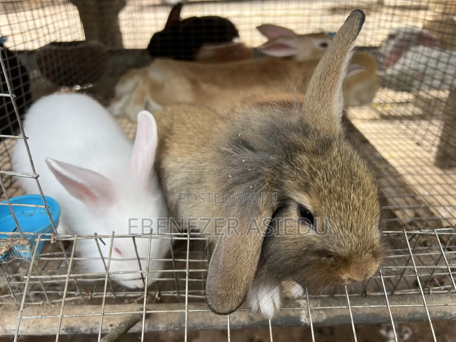 Rabbits for Sale