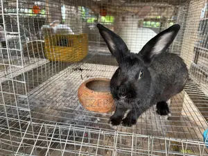 Rabbits for Sale