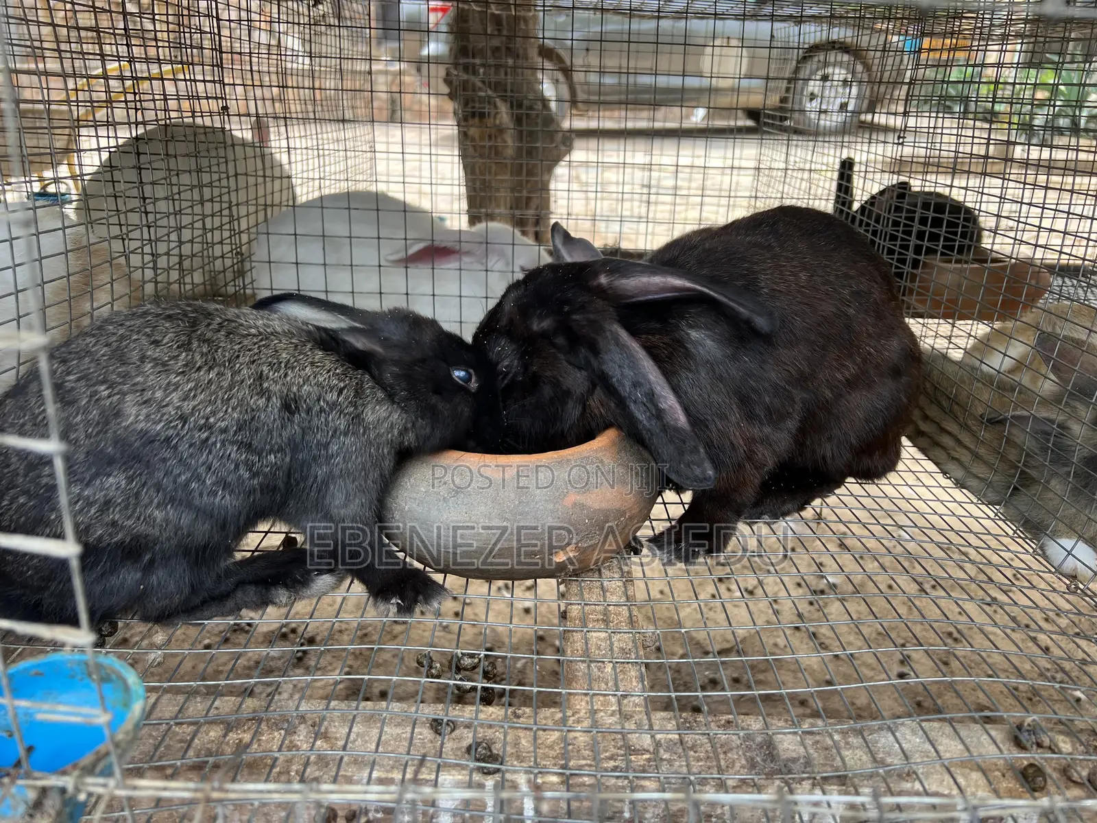 Rabbits for Sale