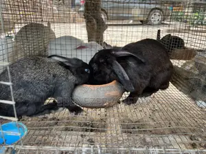 Rabbits for Sale