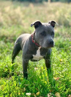 3-6 months Male Purebred American Pit Bull Terrier