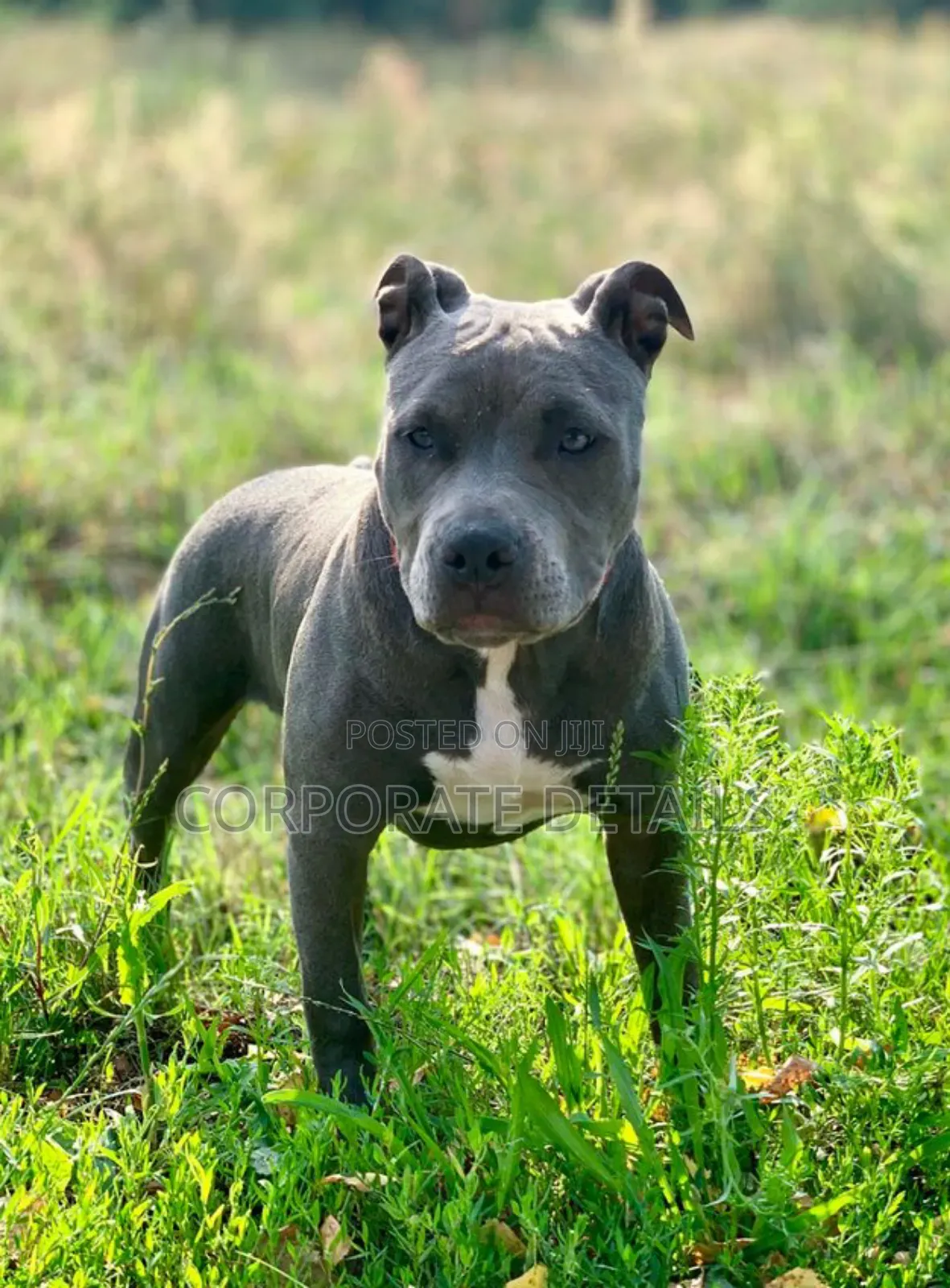 6-12 months Male Purebred American Pit Bull Terrier