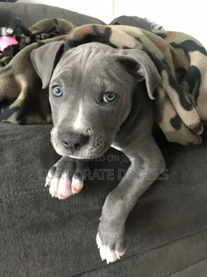 1-3 months Male Purebred American Pit Bull Terrier