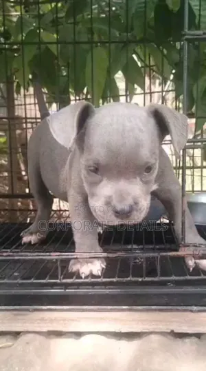 1-3 months Male Purebred American Pit Bull Terrier