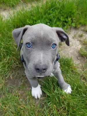 1-3 months Male Purebred American Pit Bull Terrier