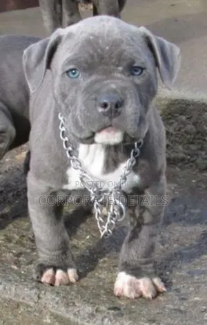1-3 months Male Purebred American Pit Bull Terrier