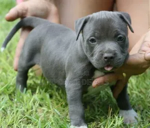 1-3 months Male Purebred American Pit Bull Terrier