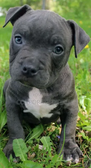 1-3 months Male Purebred American Pit Bull Terrier