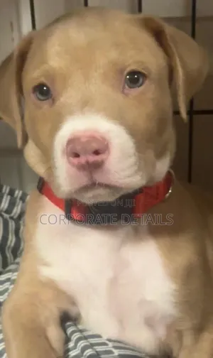 1-3 months Male Purebred American Pit Bull Terrier