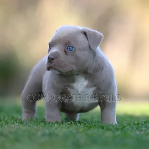 1-3 months Male Purebred American Pit Bull Terrier