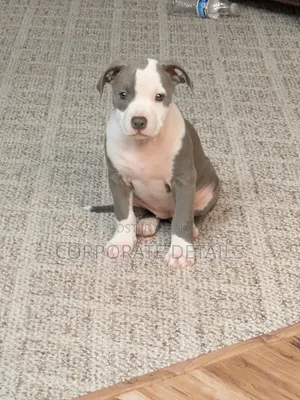 1-3 months Male Purebred American Pit Bull Terrier