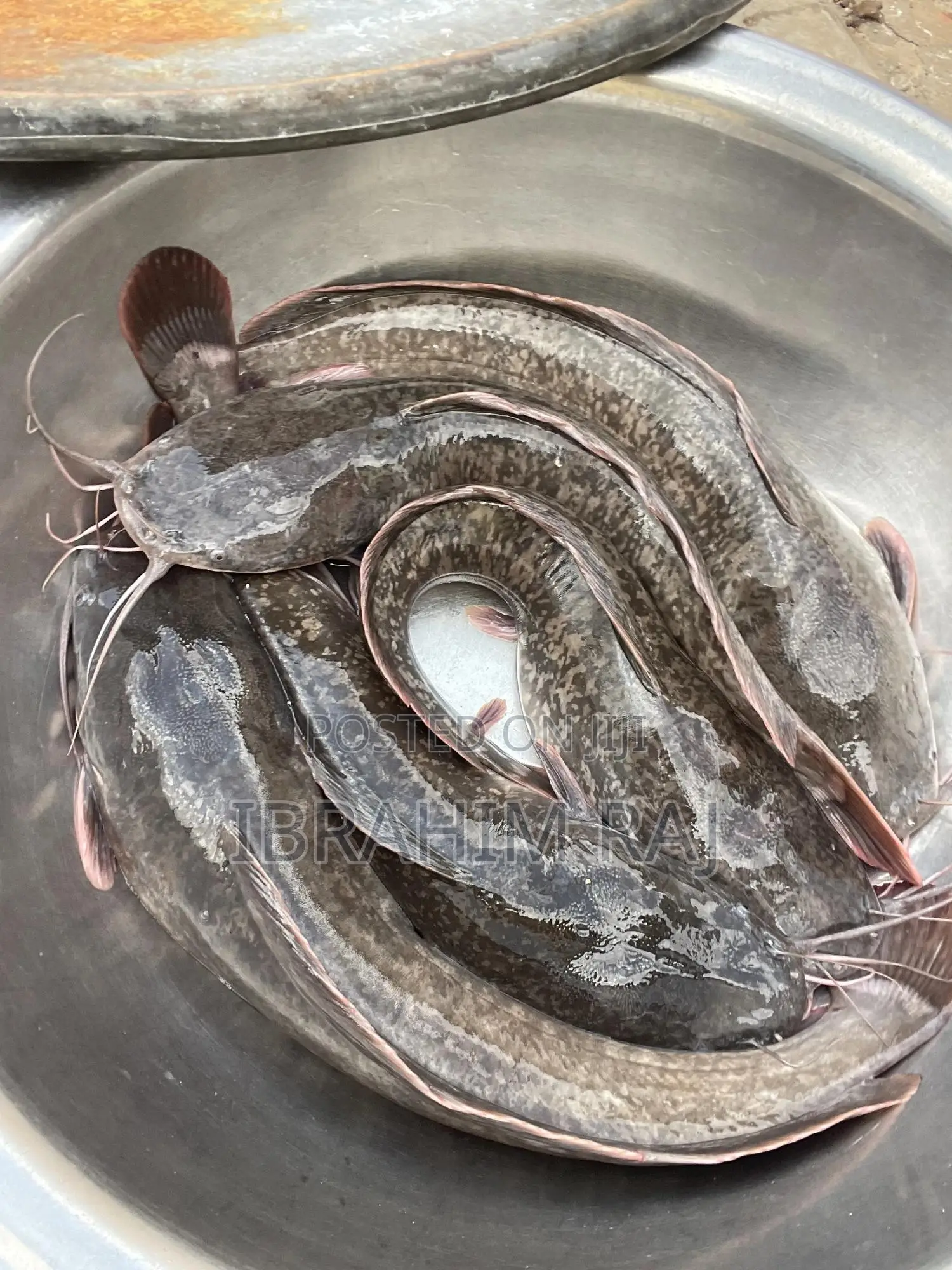 Live Catfish