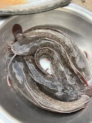 Live Catfish