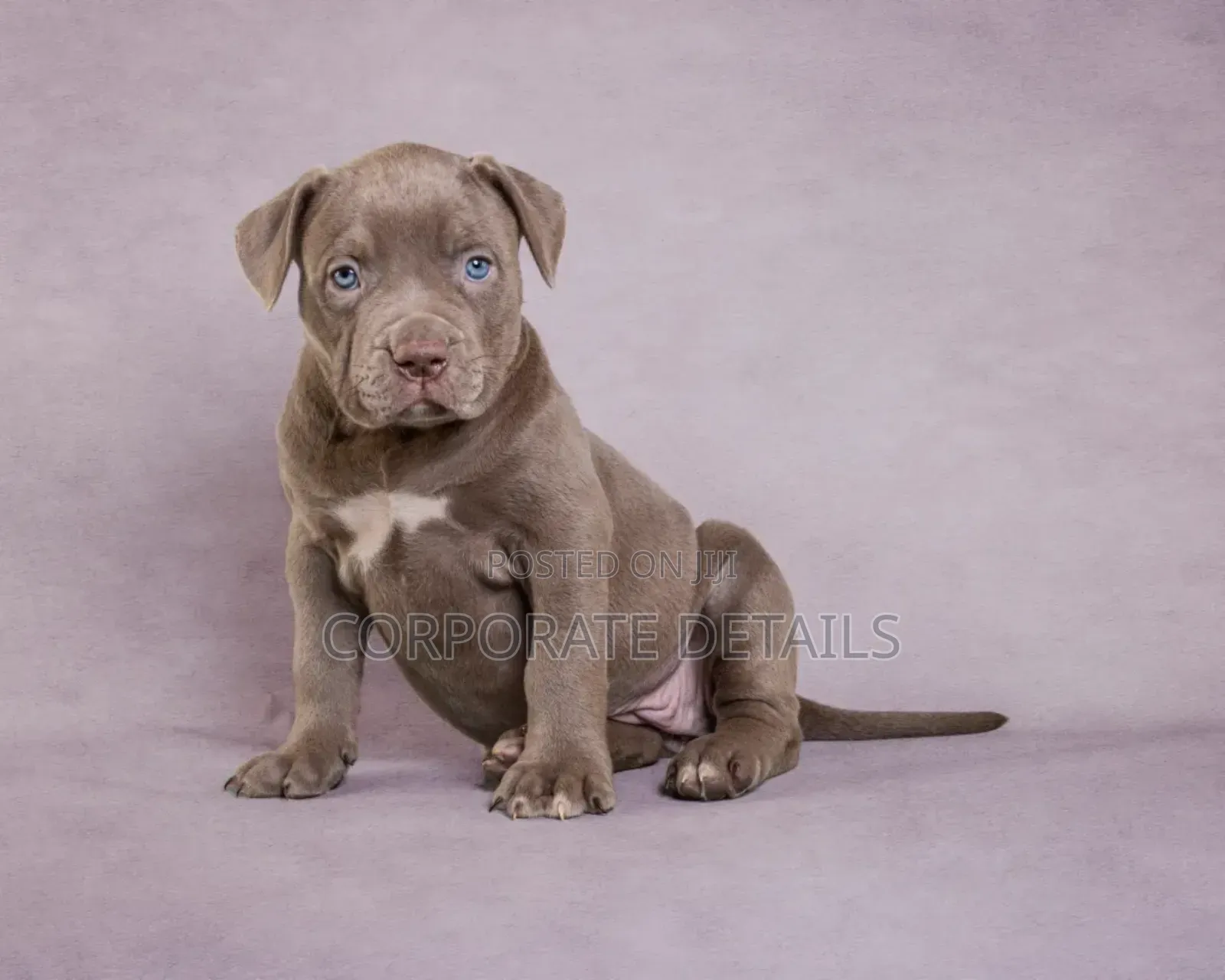 1-3 months Male Purebred American Pit Bull Terrier