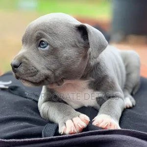 1-3 months Male Purebred American Pit Bull Terrier