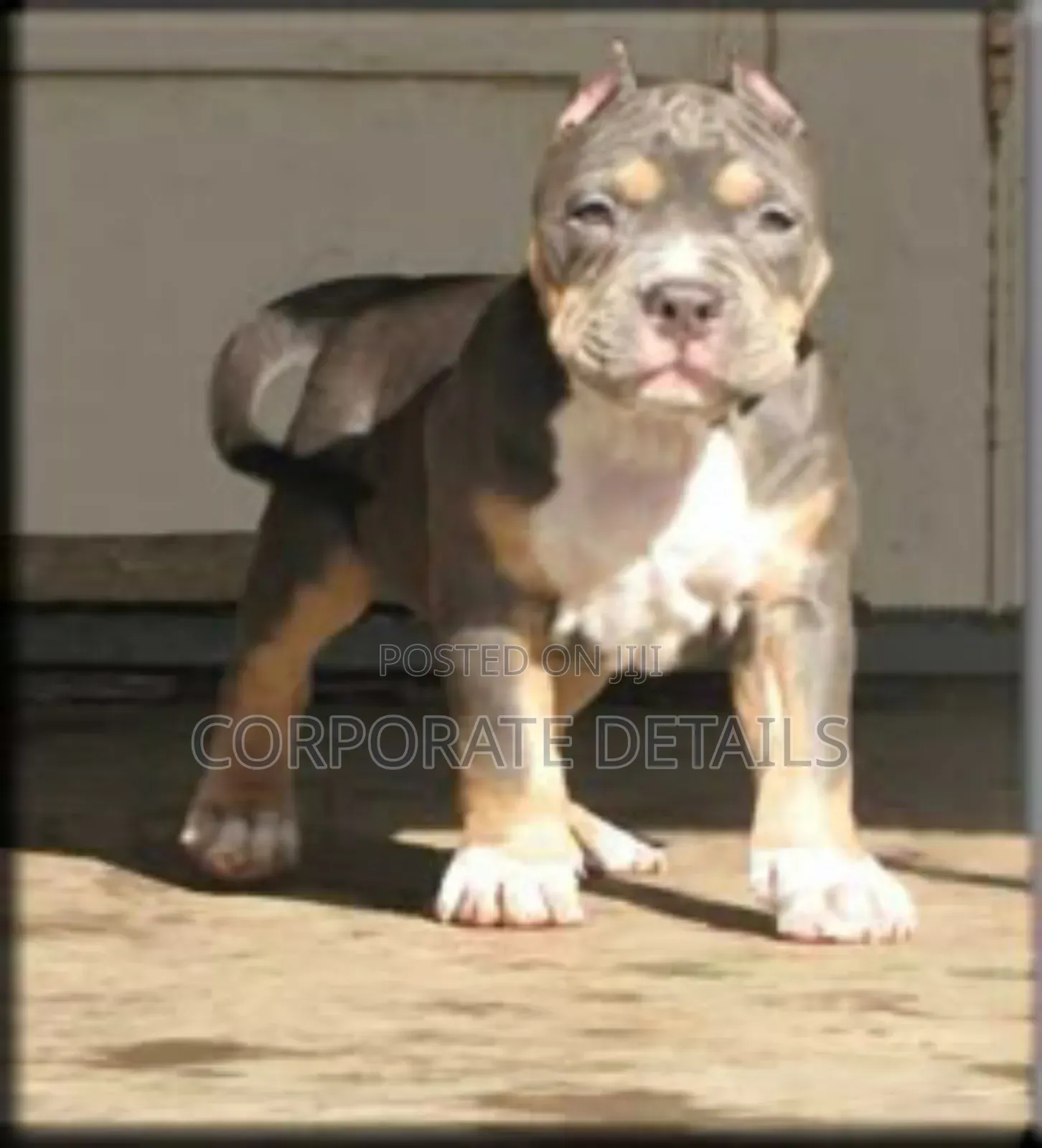 1-3 months Male Purebred Rottweiler