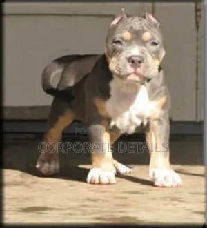 1-3 months Male Purebred Rottweiler