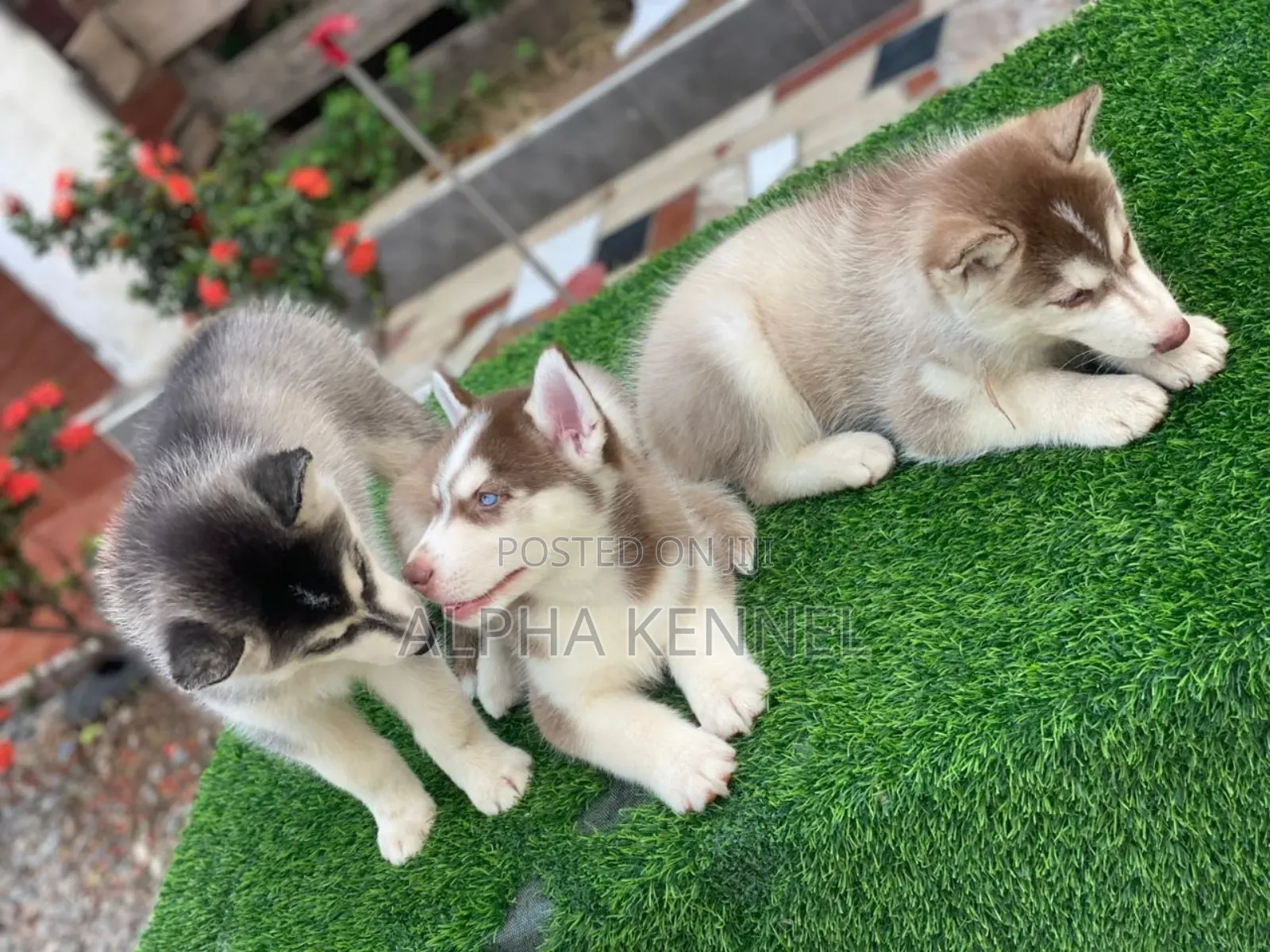 1-3 months Male Purebred Siberian Husky
