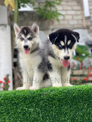 1-3 months Male Purebred Siberian Husky