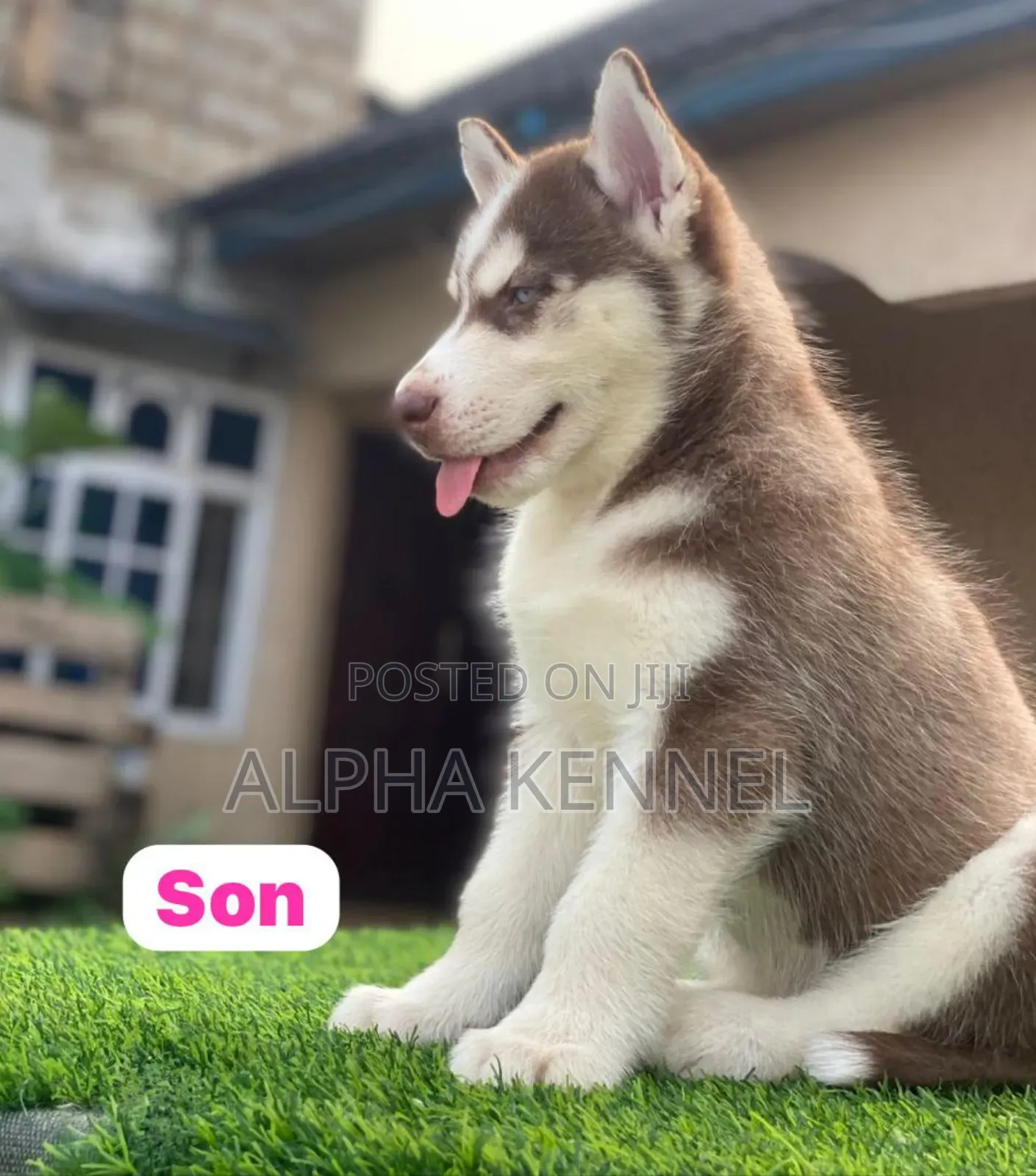 1-3 months Female Purebred Siberian Husky