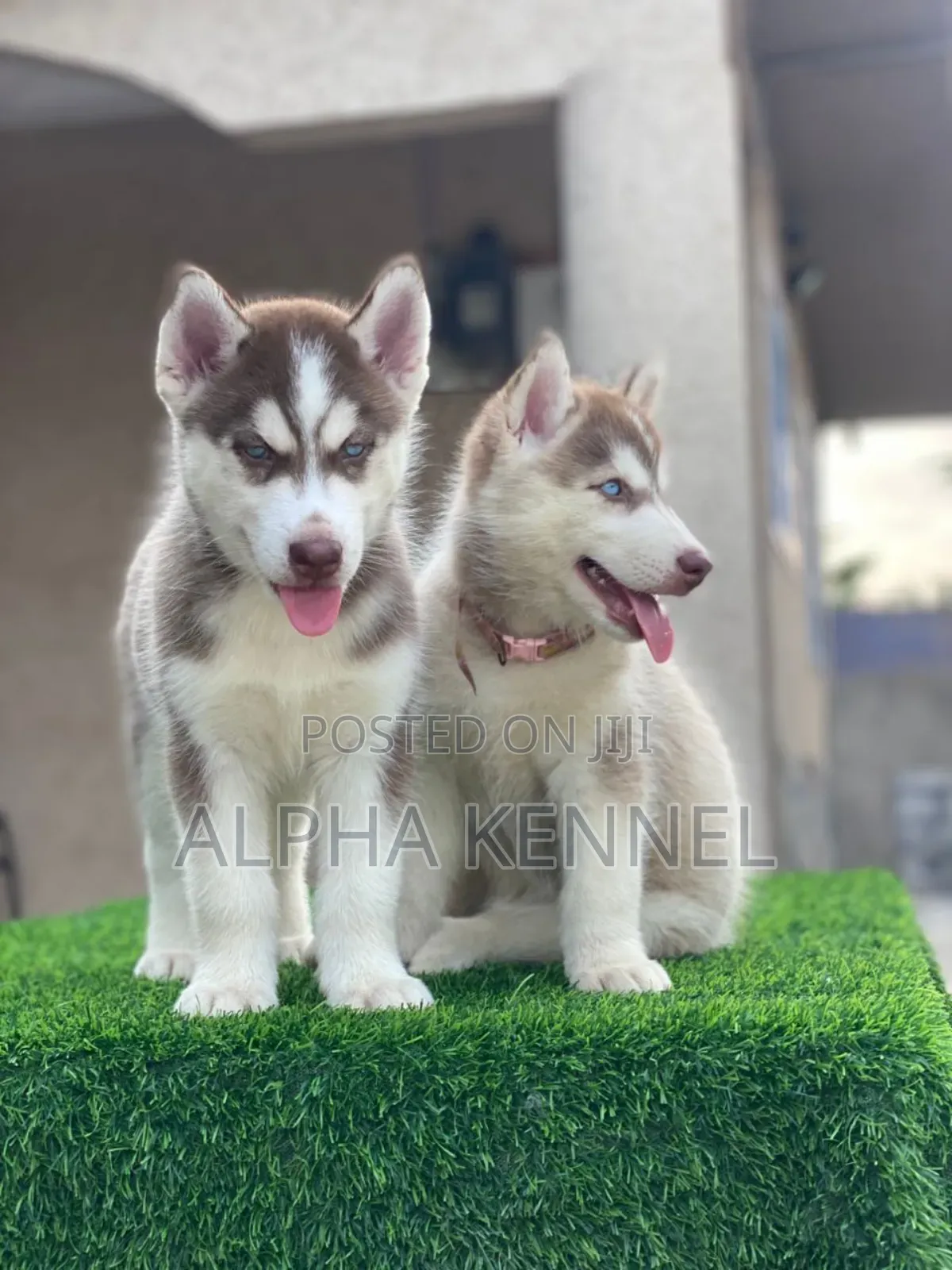 1-3 months Female Purebred Siberian Husky