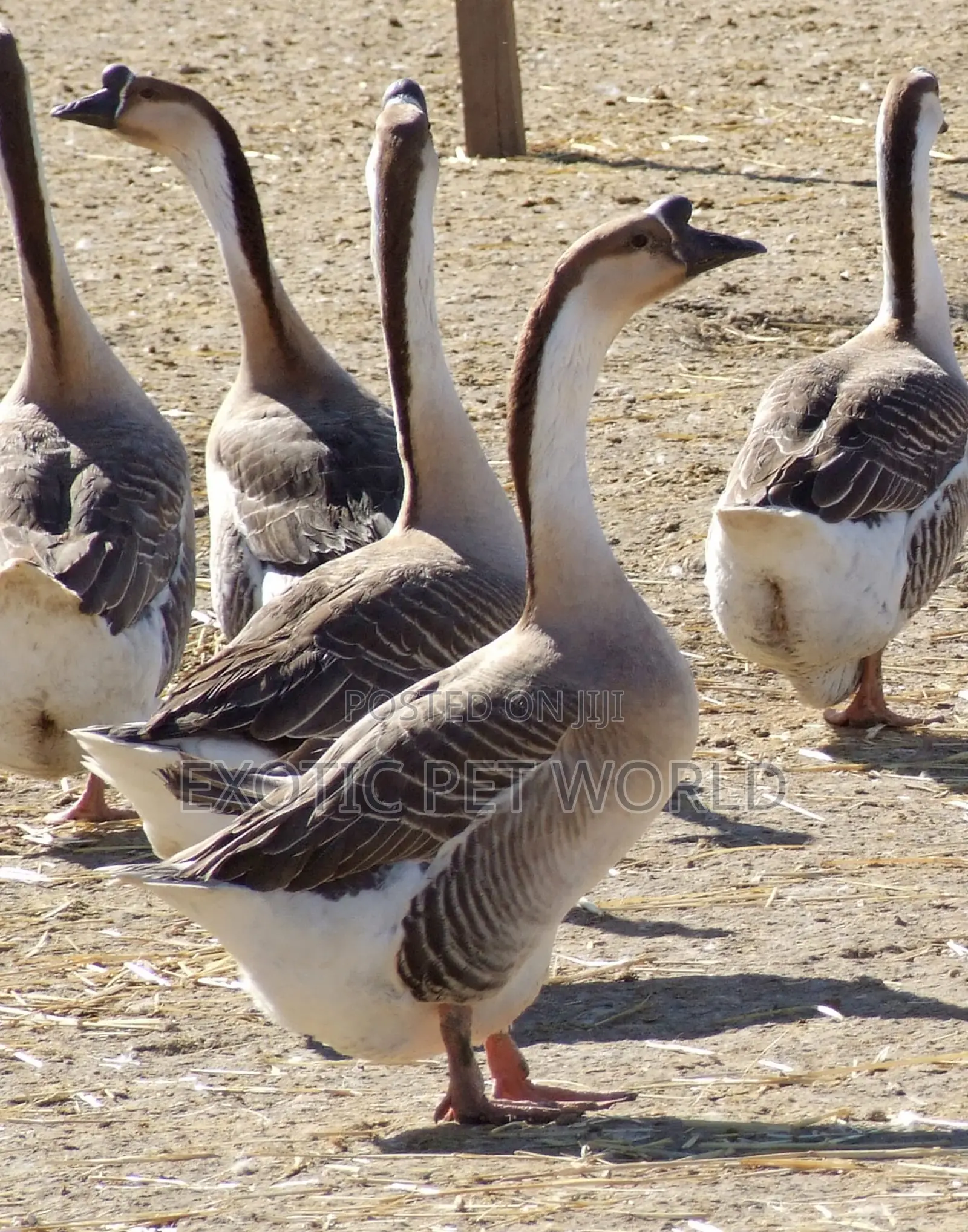 Chinese Geese
