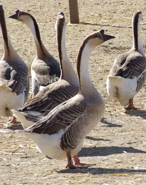 Chinese Geese