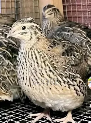 Soore Farms. Mr. Quails