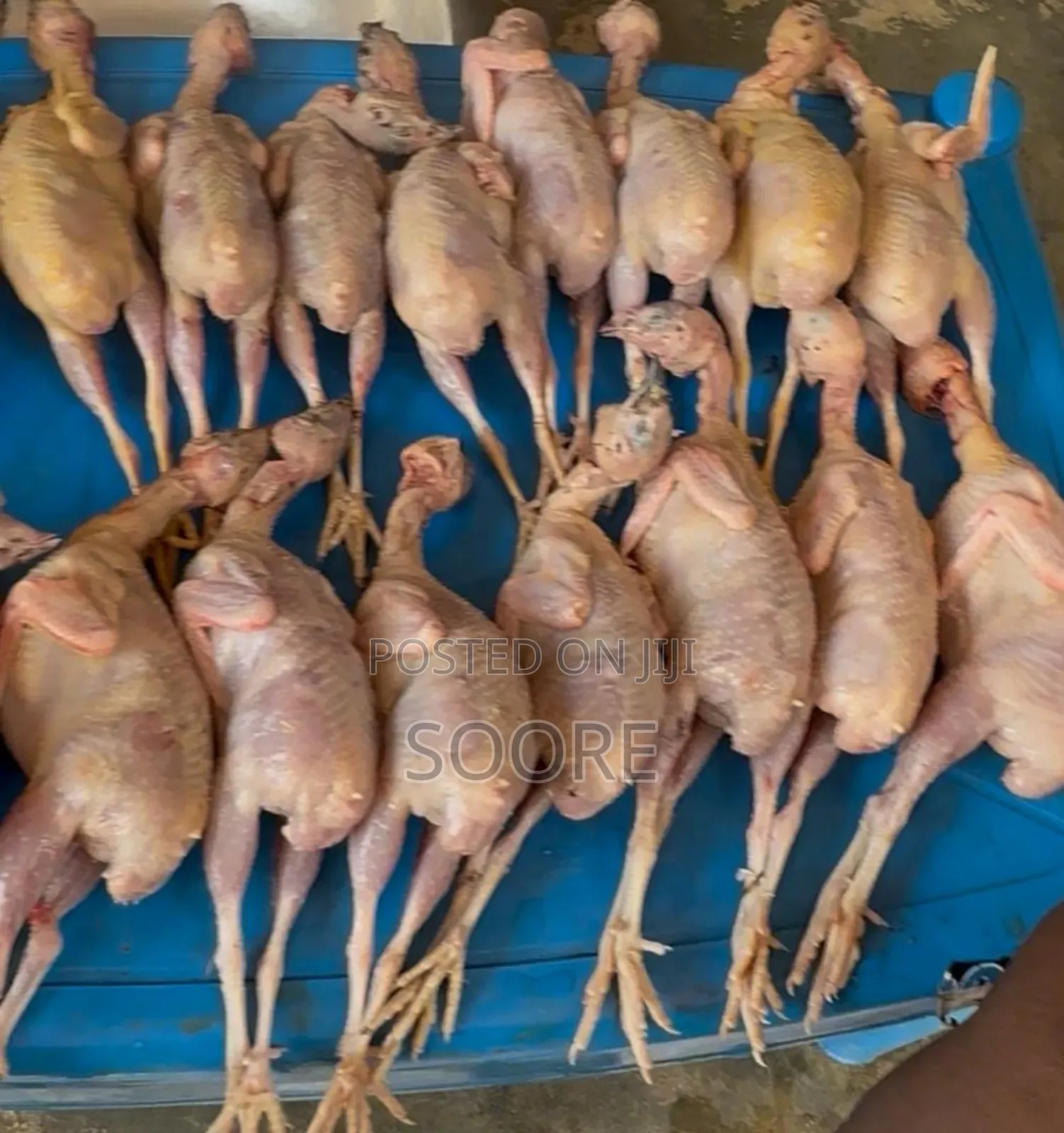 Soore Farms. Mr. Quails
