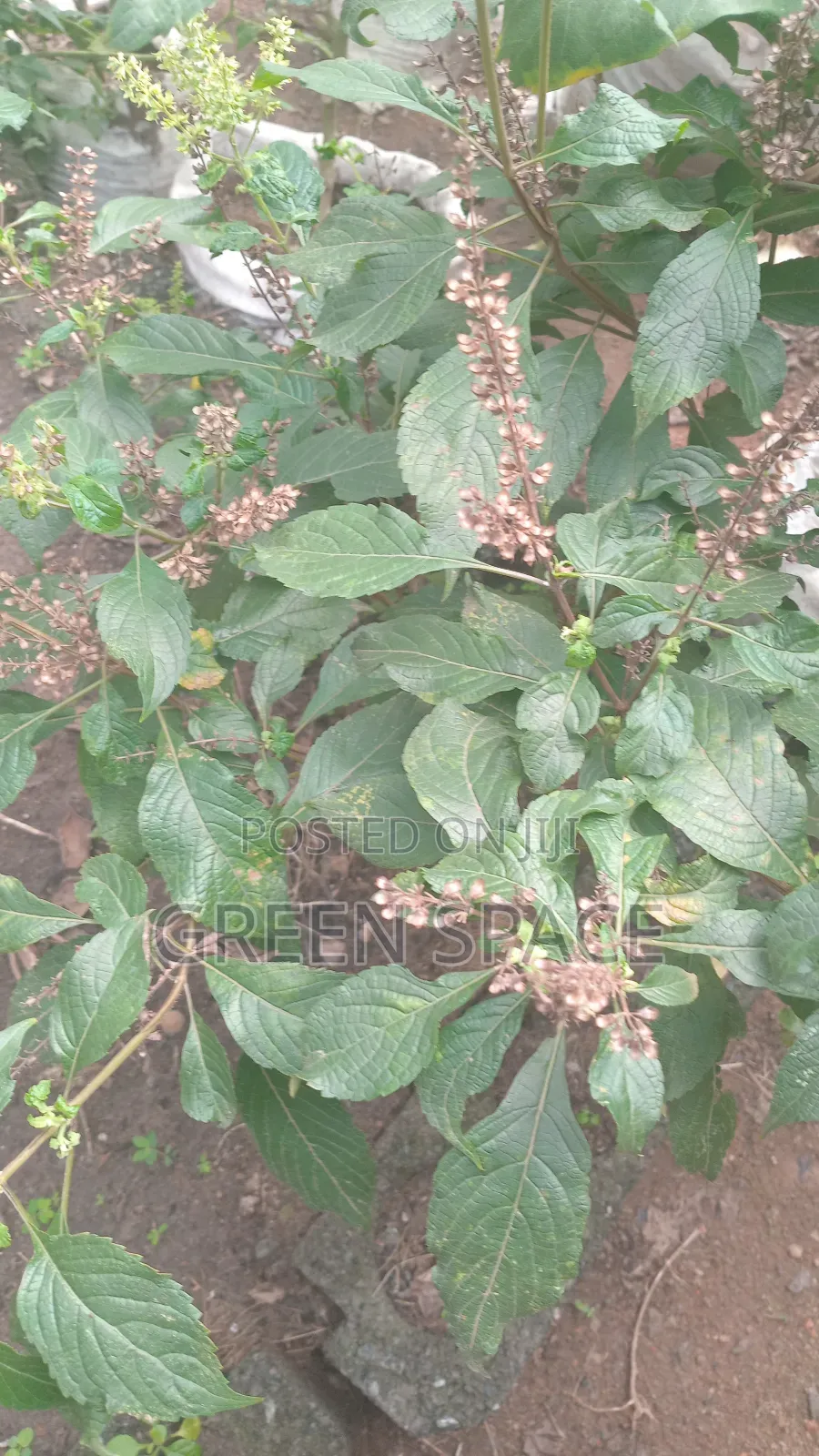 Nunum Seeds