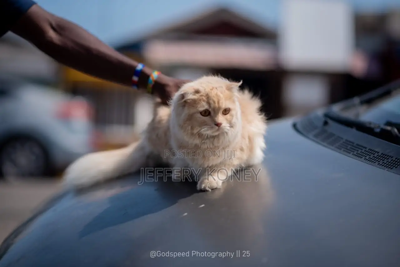 6-12 months Female Purebred Persian