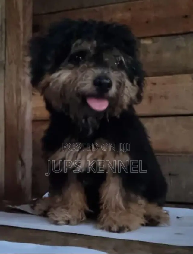 1-3 months Male Purebred Poodle