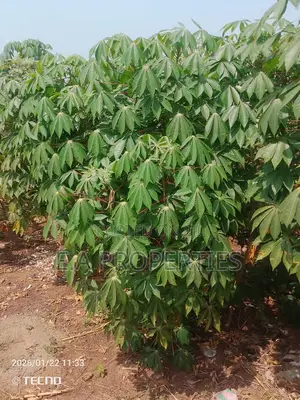 Land for Sale 6plots Oyibi