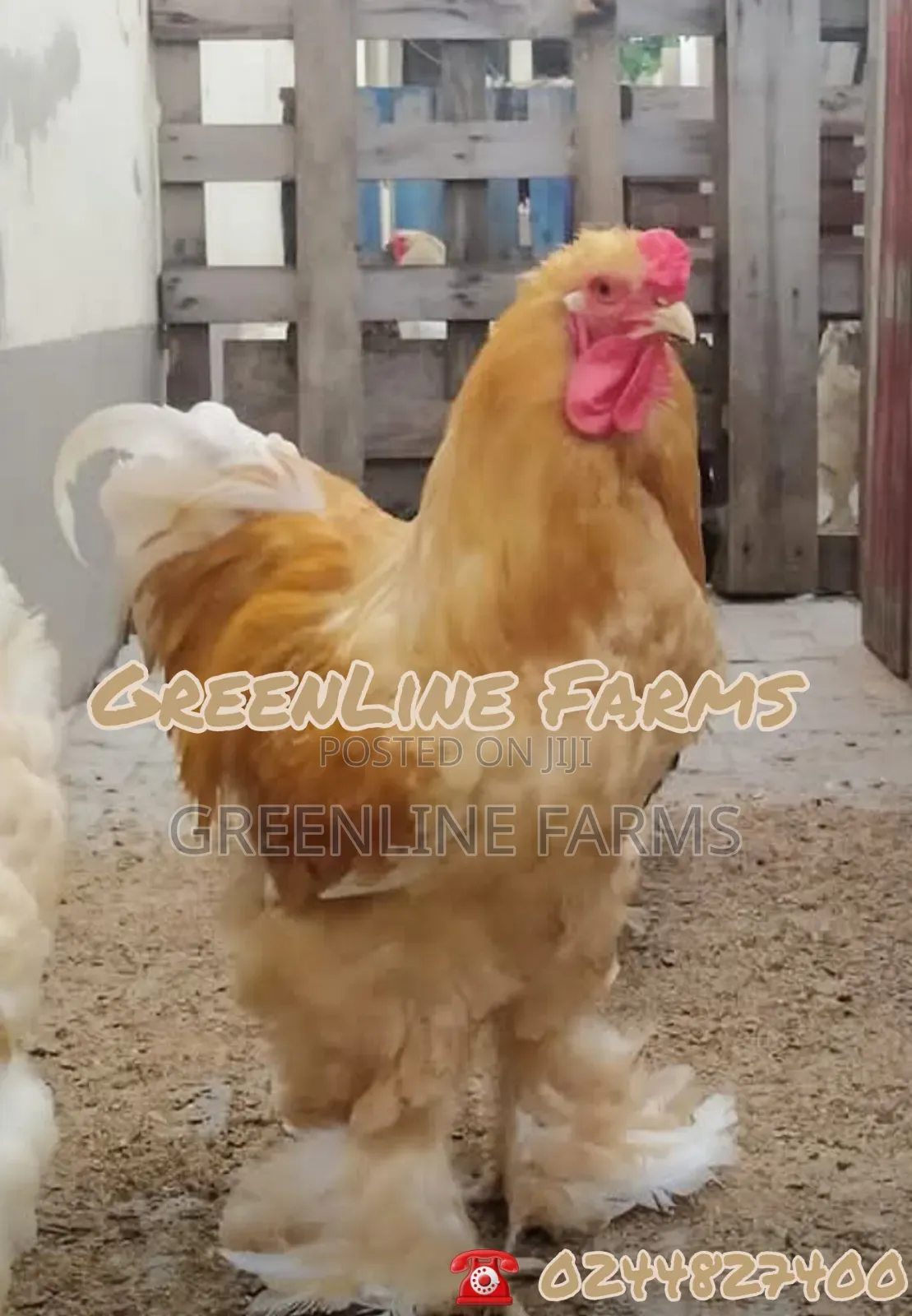 Brahma Chicken Gl