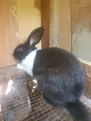 Fully Matured Male Rabbit for Sale/Crossing