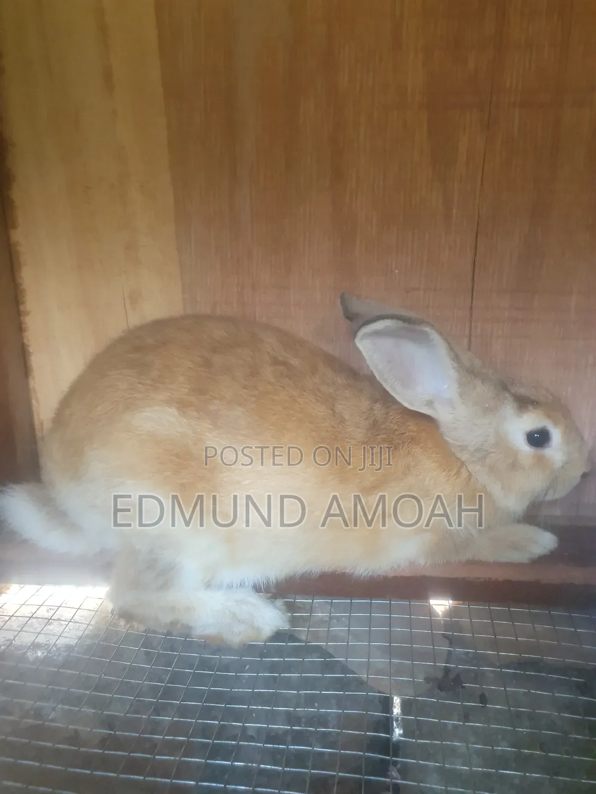 Fully Matured Male Rabbit for Sale/Crossing