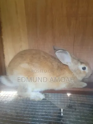 Fully Matured Male Rabbit for Sale/Crossing