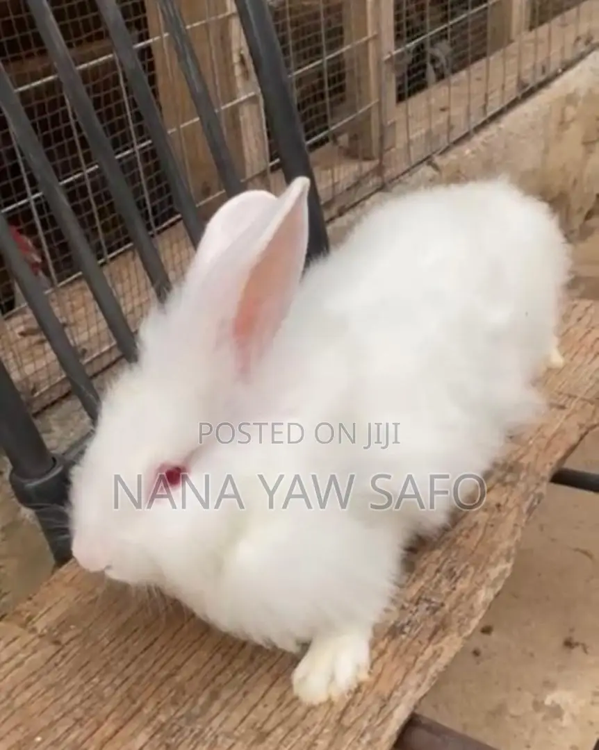 I Sell All Breeds Of Rabbits For Breeding And Meats As Well
