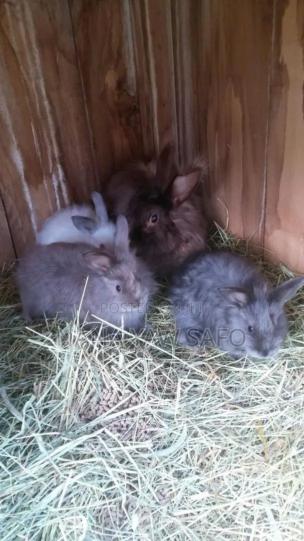 I Sell All Breeds Of Rabbits For Breeding And Meats As Well